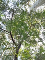 Acacia elata