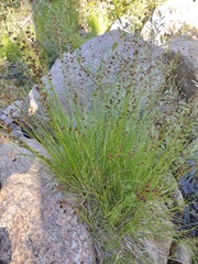 Juncus longistylis