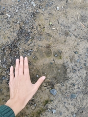 Ursus arctos beringianus