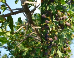 Searsia krebsiana