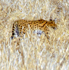 Leptailurus serval