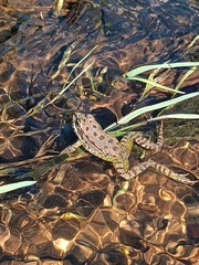 Pelophylax bedriagae