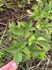 Rubus laudatus