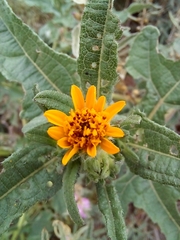 Simsia foetida