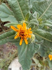 Simsia foetida