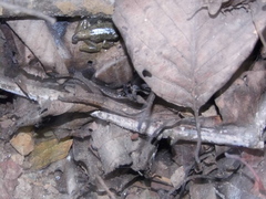 Sarcohyla