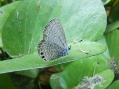 Hemiargus ramon