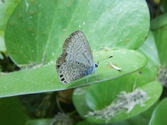 Hemiargus ramon