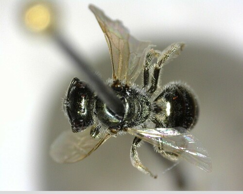 iNaturalist observation photo of Incomplete Sweat Bee