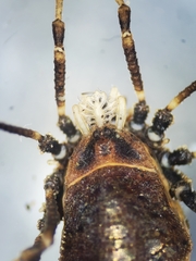 Dendrolasma mirabile