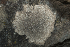 Aspicilia polychroma