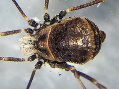 Dendrolasma mirabile