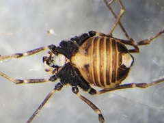 Dendrolasma mirabile