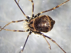 Dendrolasma mirabile