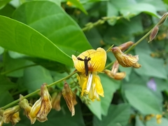 Aetole galapagoensis