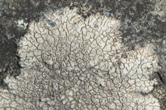 Aspicilia polychroma