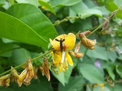 Aetole galapagoensis