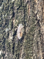 Cicada orni