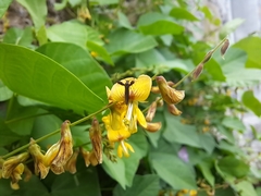 Aetole galapagoensis