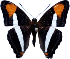 Adelpha epizygis