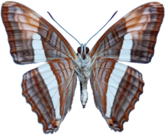 Adelpha epizygis