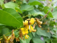 Aetole galapagoensis