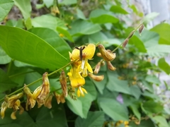 Aetole galapagoensis