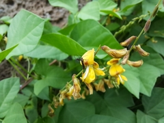 Aetole galapagoensis