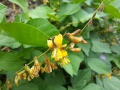 Aetole galapagoensis