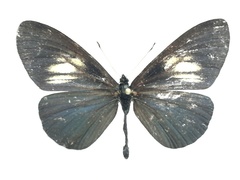 Altinote ozomene nox