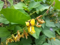 Aetole galapagoensis