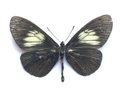 Altinote ozomene nox