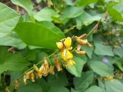 Aetole galapagoensis