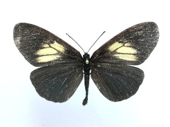 Altinote ozomene nox