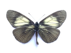 Altinote ozomene nox