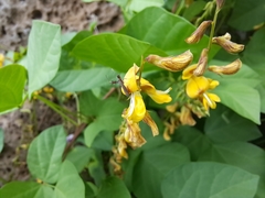 Aetole galapagoensis