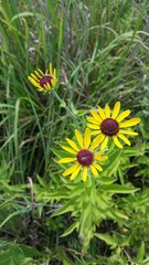 Rudbeckia