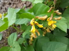 Aetole galapagoensis