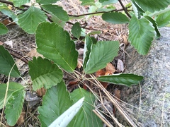 Hedlundia subsimilis