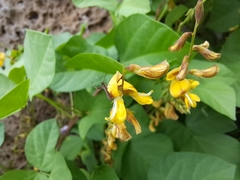 Aetole galapagoensis