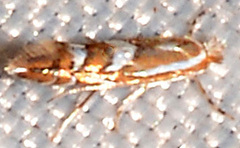 Phyllonorycter ostryaefoliella
