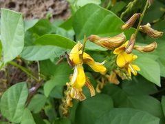 Aetole galapagoensis