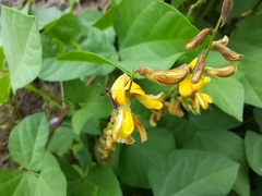 Aetole galapagoensis