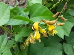 Aetole galapagoensis