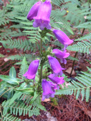 Penstemon gentianoides
