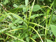 Carex muskingumensis