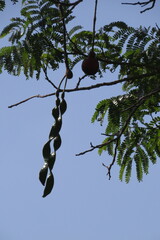 Parkia