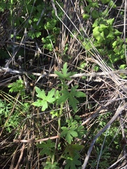 Bowlesia uncinata