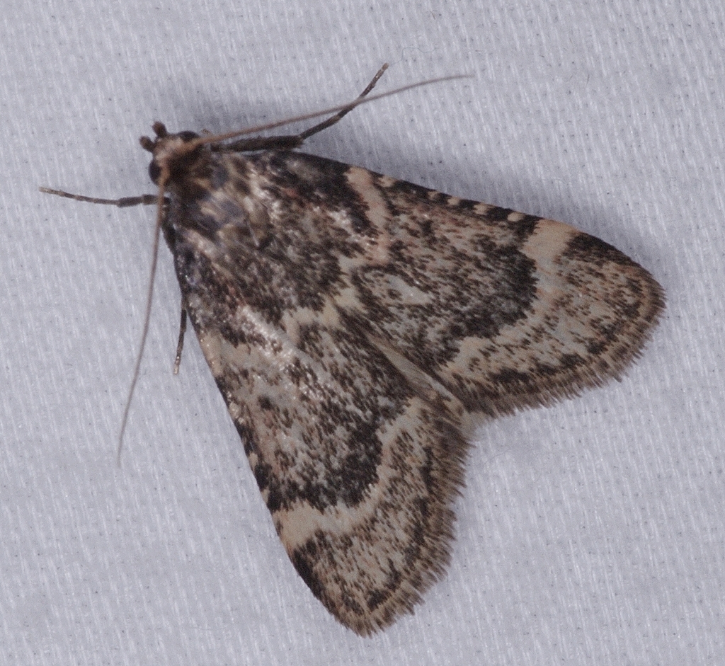 Aglossa cacamica