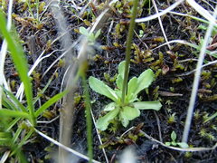 Primula mistassinica